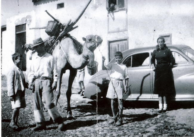 Granadilla de Abona. Camello en Charco del Pino. Fondo Fotográfico Ayuntamiento de Granadilla de Abona 